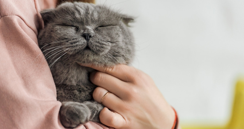 a woman hugs a happy cat in a cat cafe