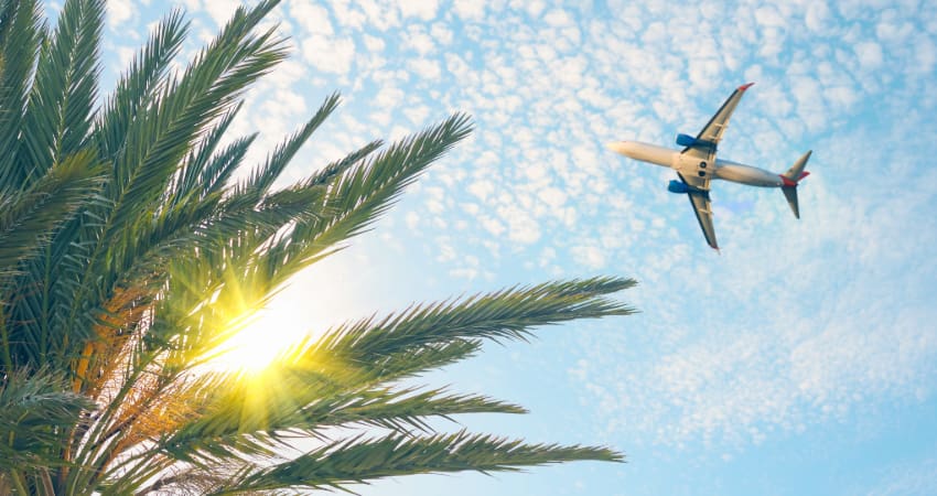 a plane flies over the fronds of a palm tree on a clear sunny day