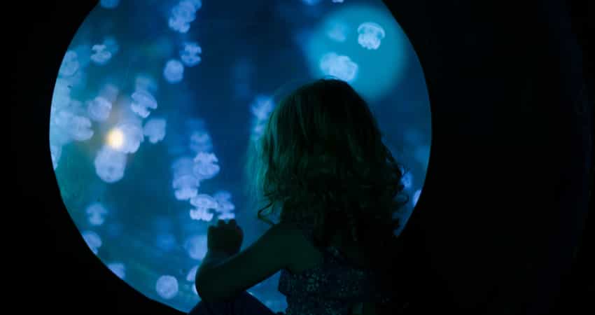 A young child looking into a jellyfish tank at an aquarium