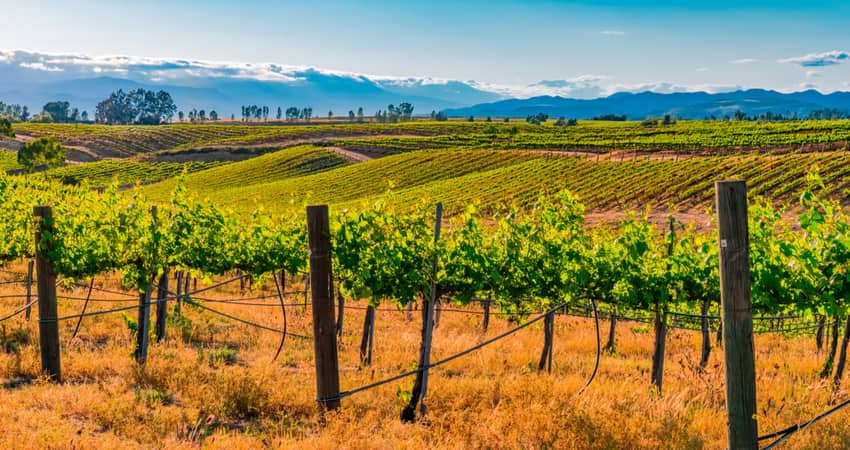 Vineyards grow on the rolling hills of Temecula Valley