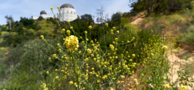 some small, dainty yellow flowers in a field at the bottom of a hill leading to griffith observatory